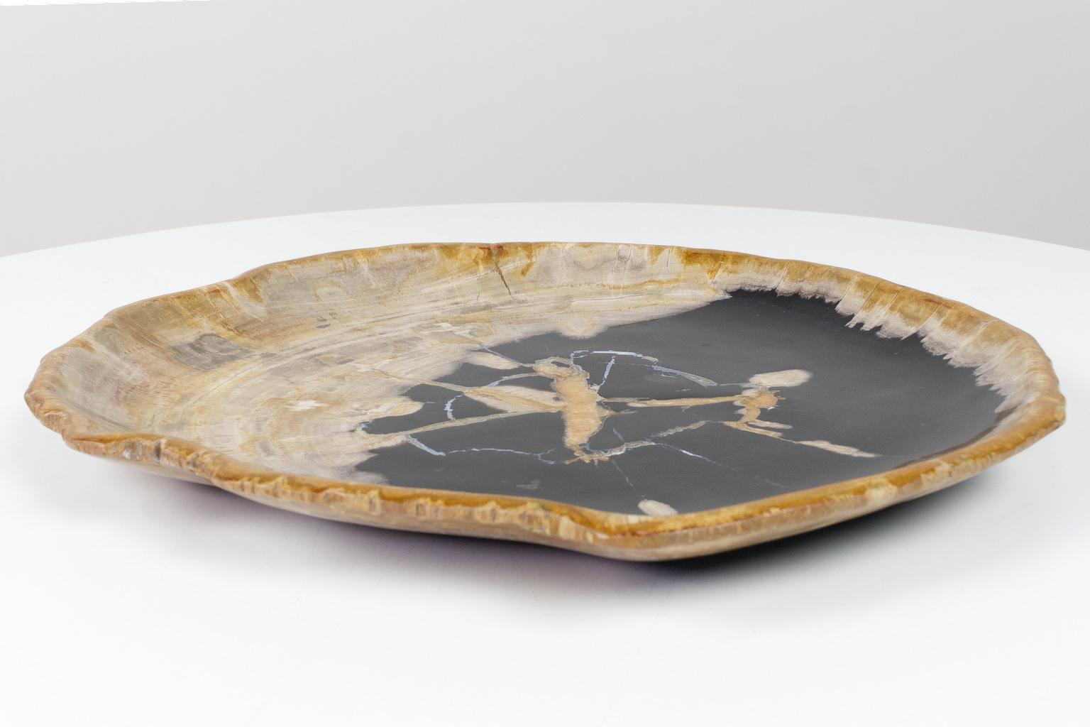Large Black and Beige Petrified Wooden Platter, Accessory of Organic Origin In Excellent Condition For Sale In Beek en Donk, NL