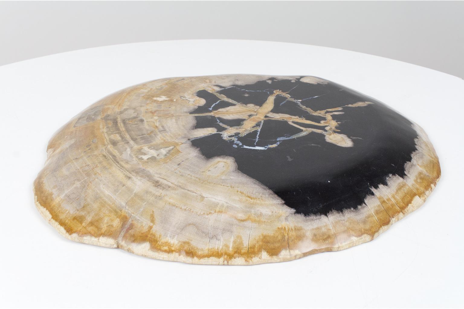 18th Century and Earlier Large Black and Beige Petrified Wooden Platter, Accessory of Organic Origin For Sale