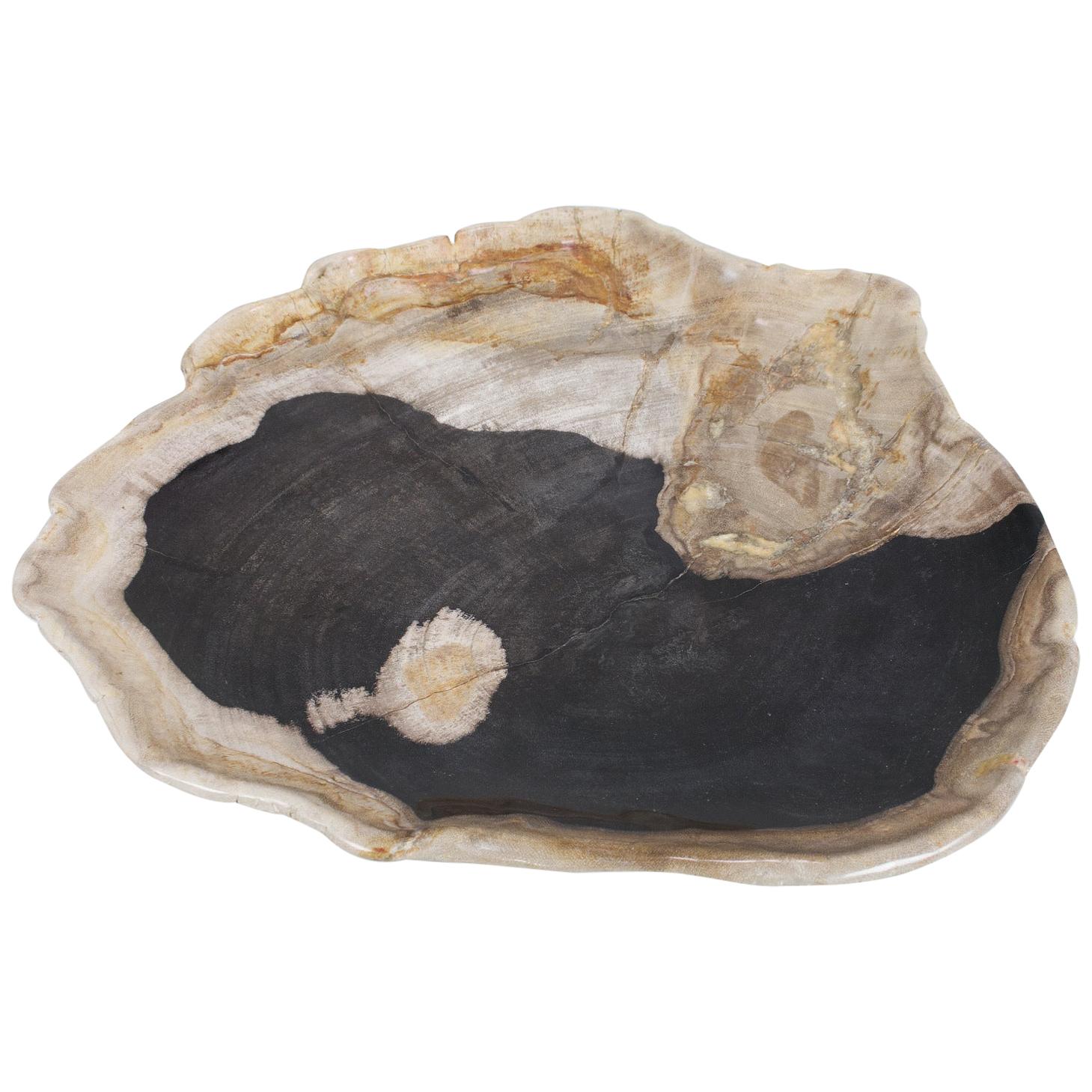 Large Black and Beige Petrified Wooden Platter, Accessory of Organic Origin For Sale