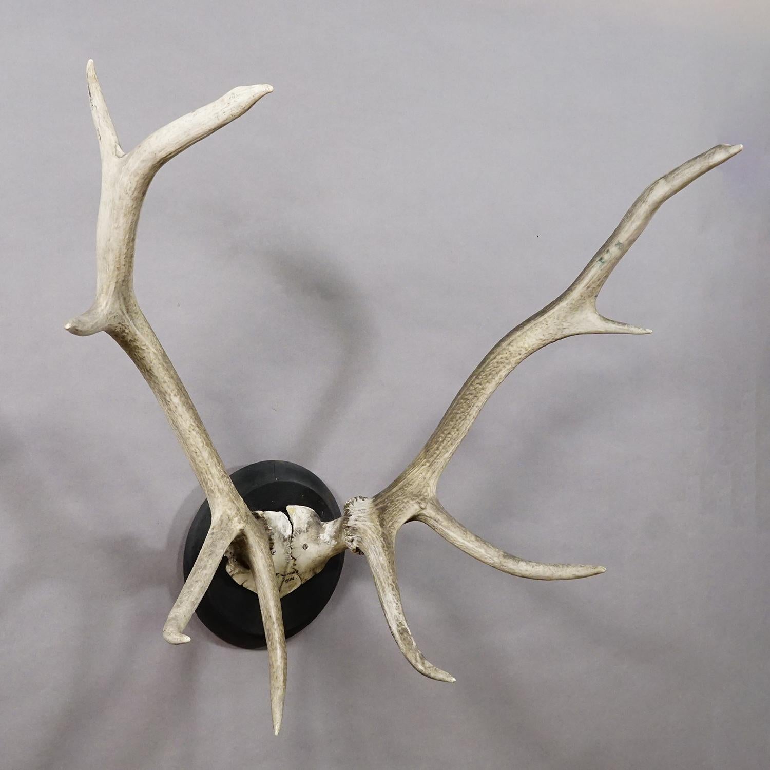 Große Schwarzwald 10 Pointer Rotwild Trophäe auf Holztafel 1902

Eine antike ungleiche 10-Zeiger-Rothirschtrophäe (Cervus elaphus) aus dem Schwarzwald. Die Trophäe wurde 1902 aufgenommen. Das große Geweih ist auf einer gedrechselten Wandtafel aus