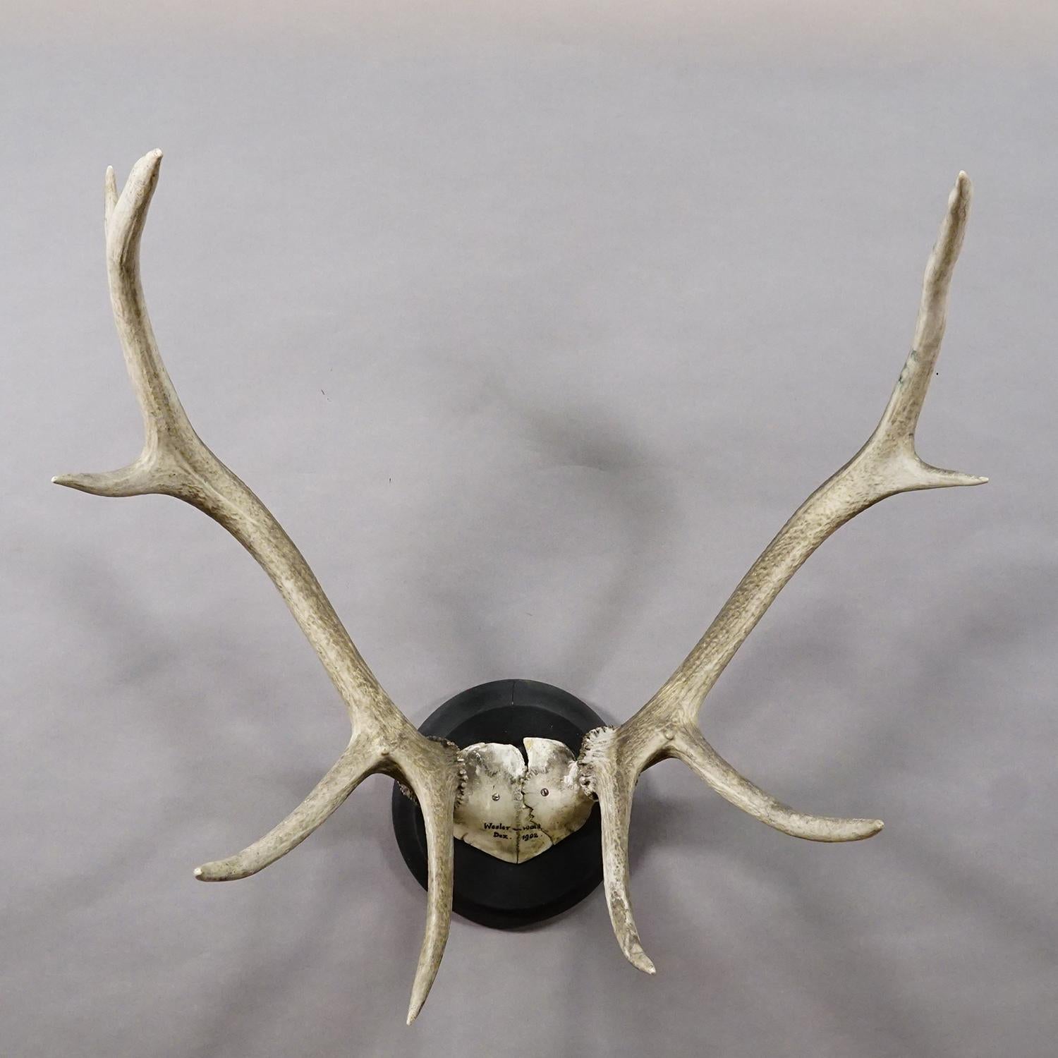 Große Schwarzwald 10 Pointer Rotwild Trophäe auf Holztafel 1902 (Rustikal) im Angebot