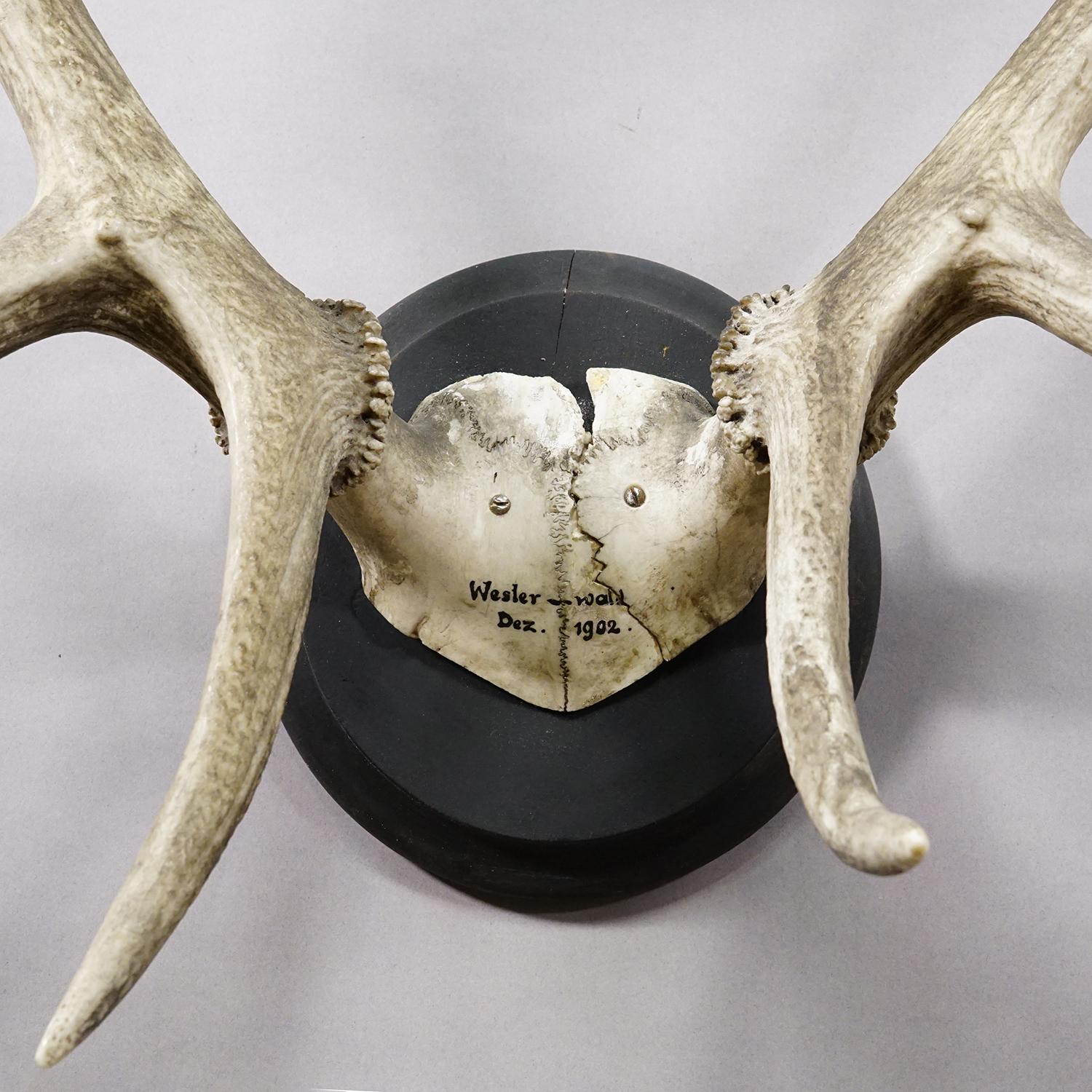 Große Schwarzwald 10 Pointer Rotwild Trophäe auf Holztafel 1902 (Deutsch) im Angebot