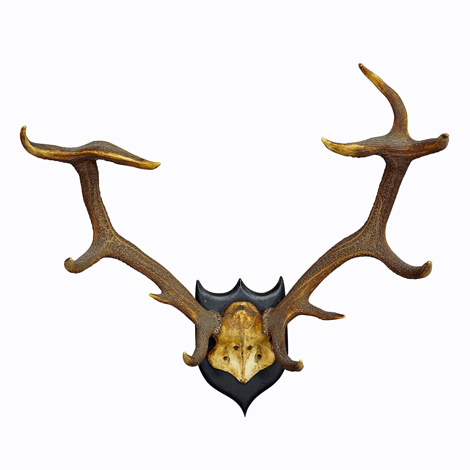 Large Black Forest 12 Pointer Deer Trophy on Wooden Plaque

An antique uneven 12 pointer deer (Cervus elaphus) trophy from the Black Forest. The trophy was shot around 1900. The large antlers are mounted on a wooden wall plaque with black
