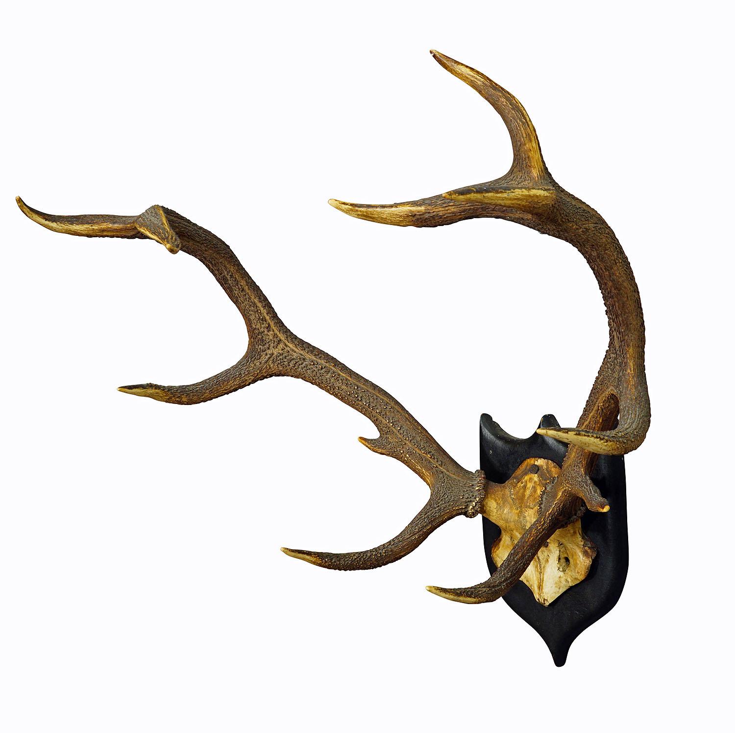 German Large Black Forest 12 Pointer Deer Trophy on Wooden Plaque For Sale