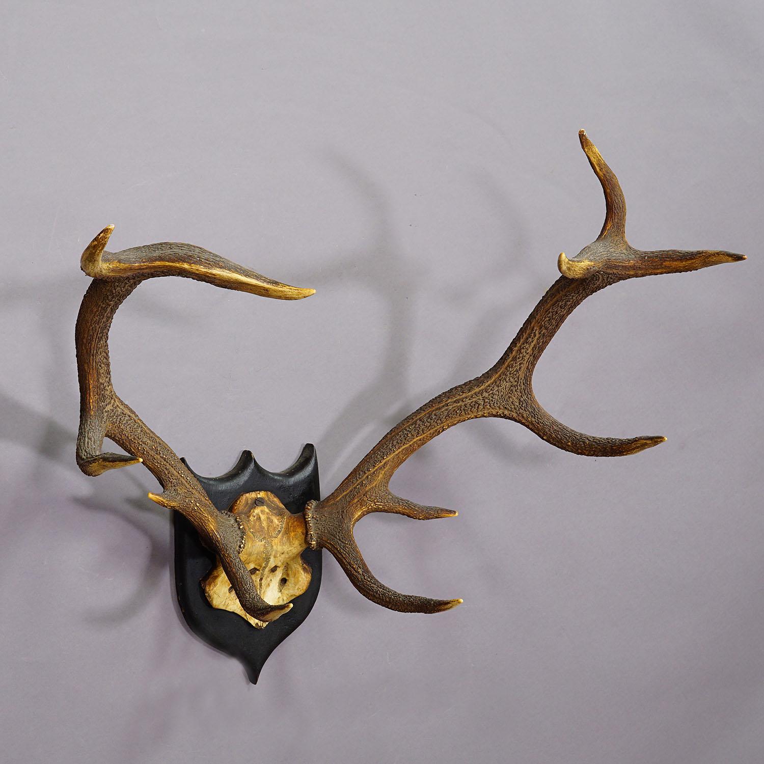 Large Black Forest 12 Pointer Deer Trophy on Wooden Plaque In Good Condition For Sale In Berghuelen, DE