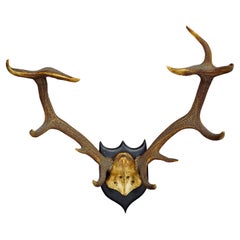Antique Large Black Forest 12 Pointer Deer Trophy on Wooden Plaque
