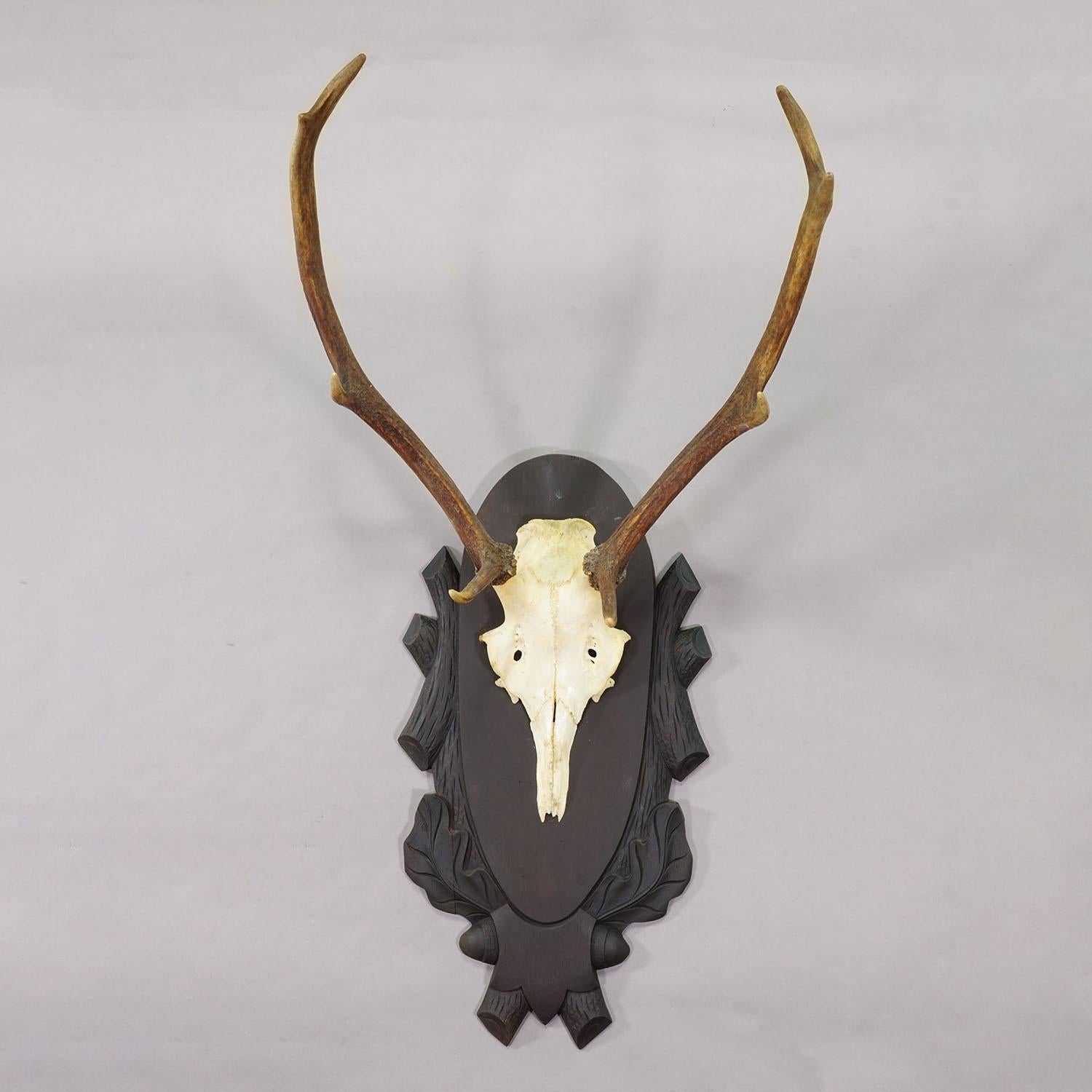 Große Schwarzwald 8 Pointer Rotwild Trophäe auf geschnitzten Plaque - Deutschland ca. 1940s

Eine große 8-Zeiger-Rothirschtrophäe (Cervus elaphus) aus Süddeutschland, montiert auf einer braunen Holzplatte mit kunstvollen Eichel- und