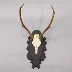 Large Black Forest 8 Pointer Red Deer Trophy on Carved Plaque - Germany ca. 1940