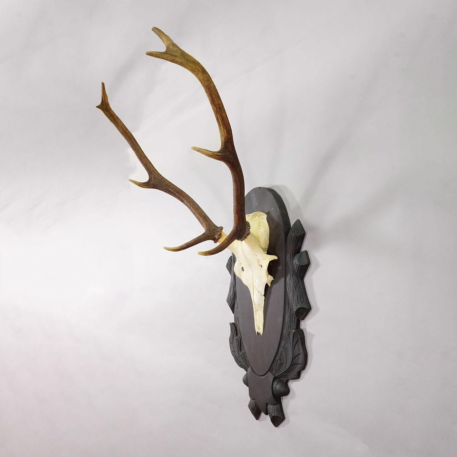 Große Black Forest 8 Pointer Rotwildtrophäe auf geschnitzter Plakette - Deutschland ca. 1940 (Schwarzwald) im Angebot
