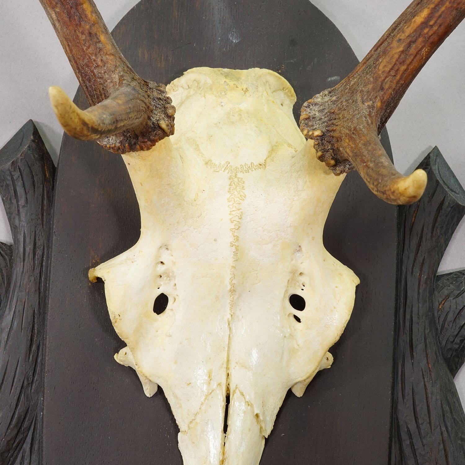 Große Black Forest 8 Pointer Rotwildtrophäe auf geschnitzter Plakette - Deutschland ca. 1940 im Zustand „Gut“ im Angebot in Berghuelen, DE