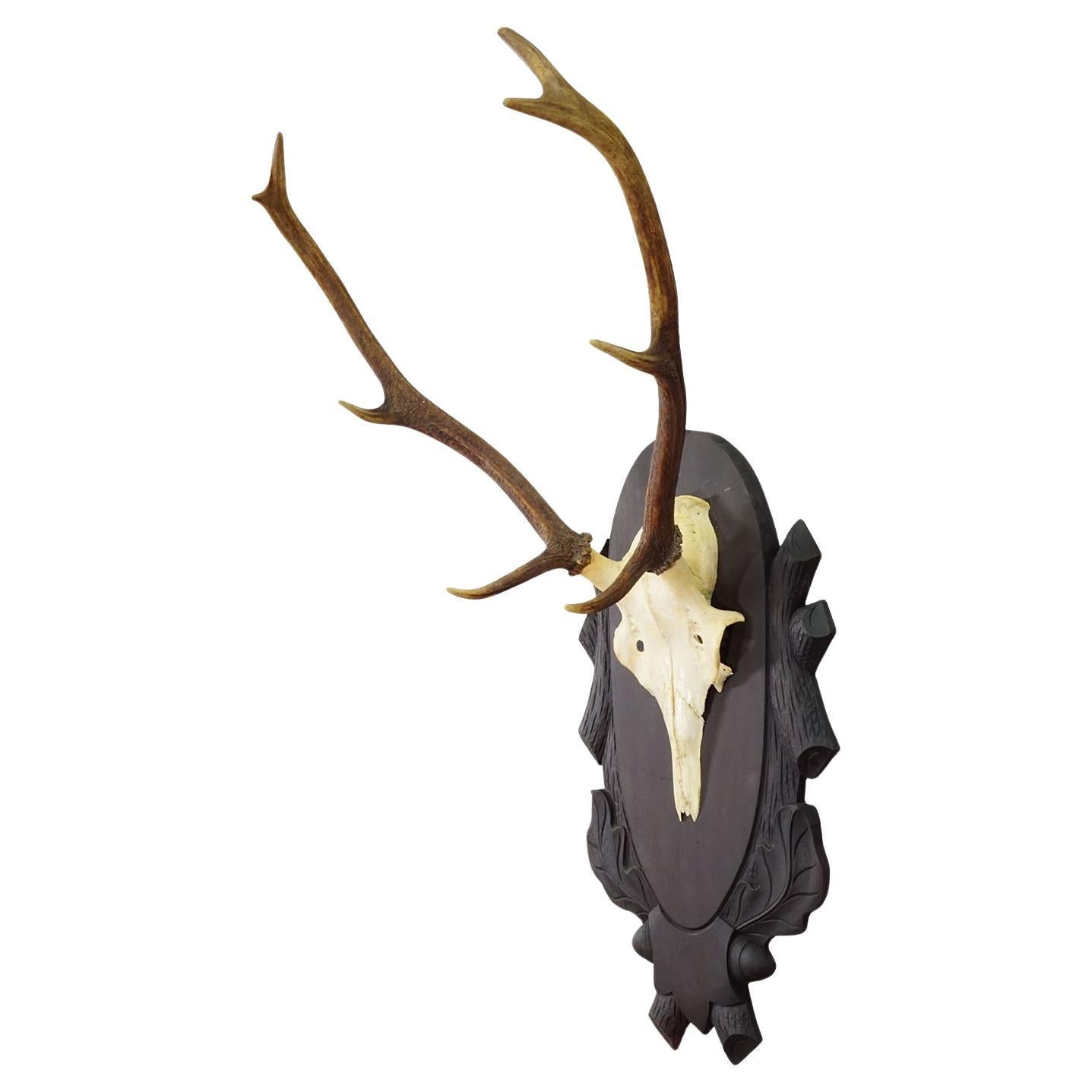 Große Black Forest 8 Pointer Rotwildtrophäe auf geschnitzter Plakette - Deutschland ca. 1940