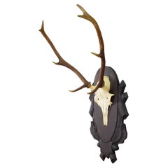 Vintage Large Black Forest 8 Pointer Red Deer Trophy on Carved Plaque - Germany ca. 1940