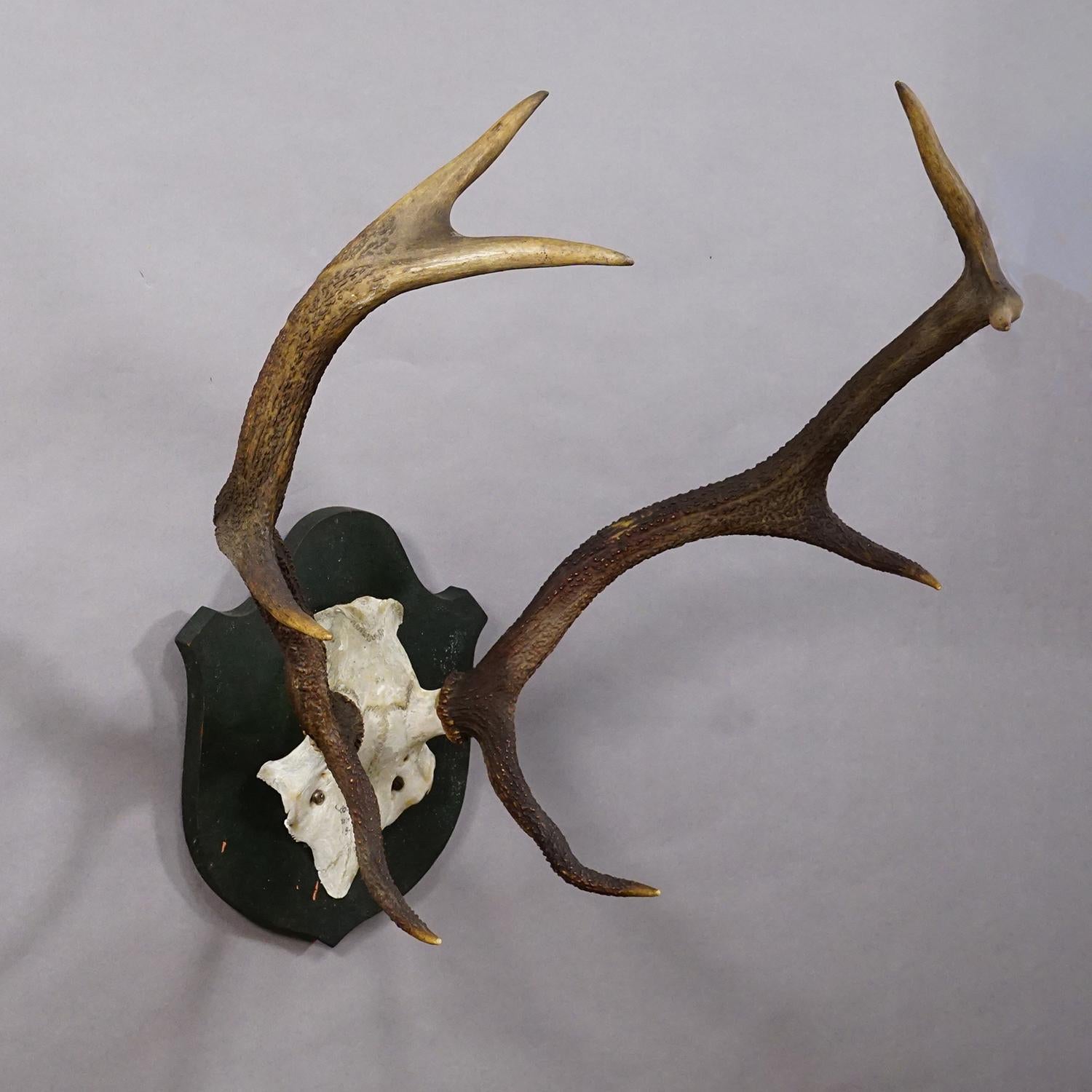 Große Schwarzwald 8 Pointer Rotwild Trophäe auf Holztafel 1917

Eine antike Trophäe des 8-zehigen Rothirsches (Cervus elaphus) aus Schloss Salem in Süddeutschland. 1917 von einem Mitglied der fürstlichen Familie von Baden erschossen. Montiert auf