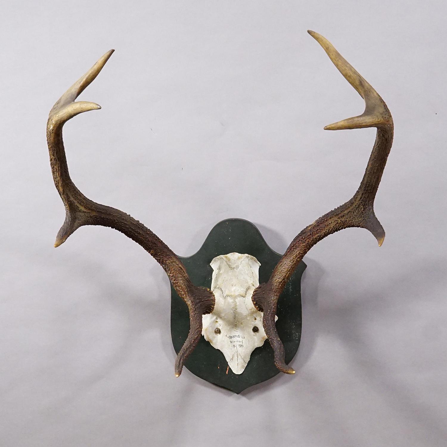 Große Schwarzwald 8 Pointer Rotwild Trophäe auf Holztafel 1917 (Rustikal) im Angebot
