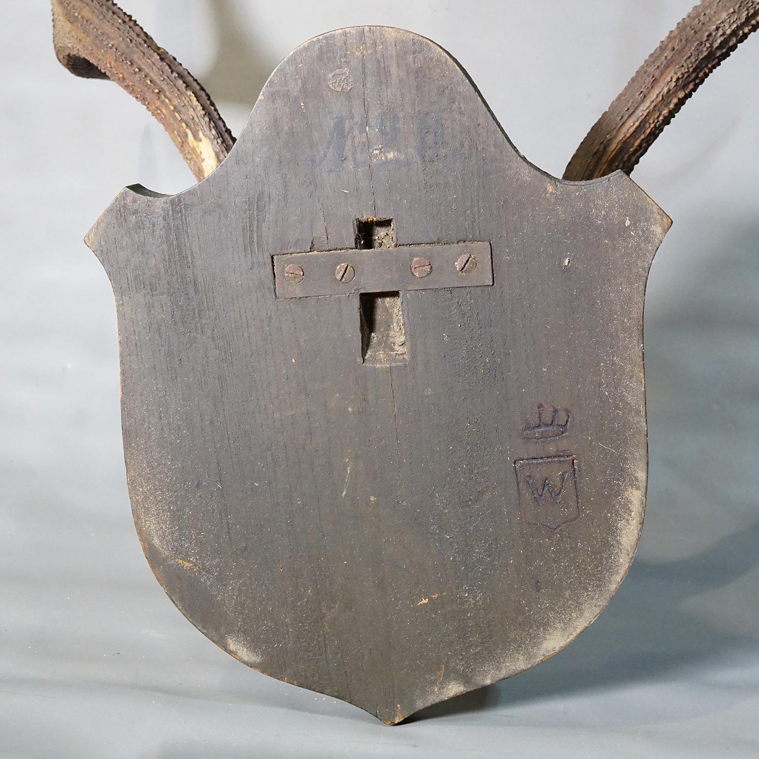 Große Schwarzwald 8 Pointer Rotwild Trophäe auf Holztafel 1917 (Frühes 20. Jahrhundert) im Angebot