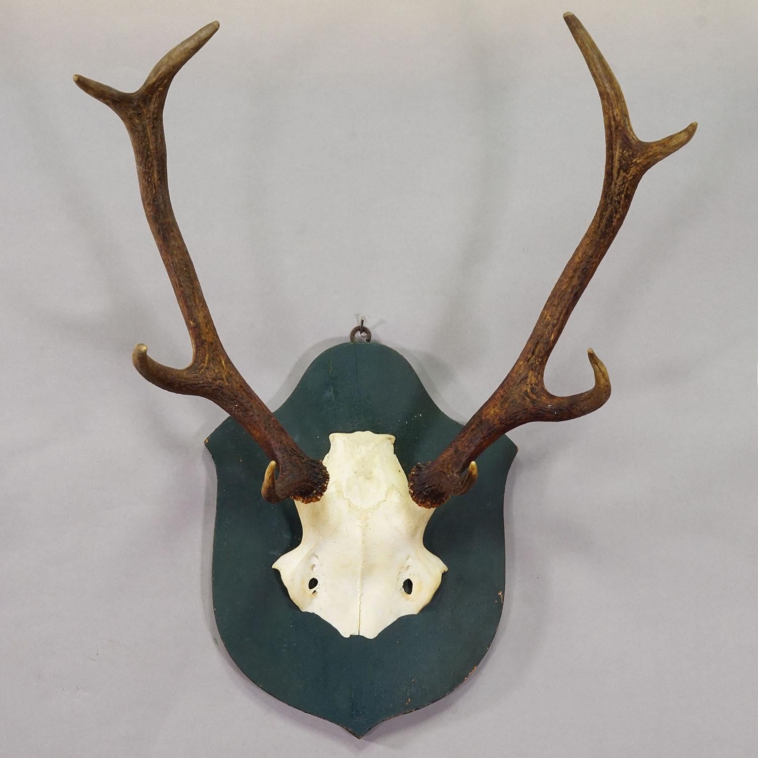 Große Schwarzwald 8 Pointer Rotwild Trophäe auf Holztafel ca. 1920

Eine antike Trophäe des 8-zehigen Rothirsches (Cervus elaphus) aus Schloss Salem in Süddeutschland. Gedreht von einem Mitglied der fürstlichen Familie von Baden um 1920. Montiert