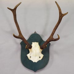 Large Black Forest 8 Pointer Red Deer Trophy on Wooden Plaque ca. 1920