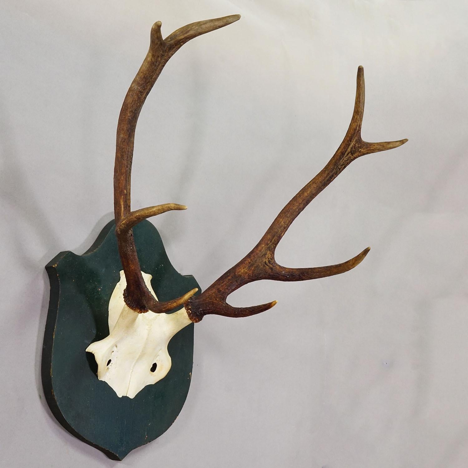 Large Black Forest 8 Pointer Red Deer Trophy on Wooden Plaque ca. 1920 (Schwarzwald) im Angebot