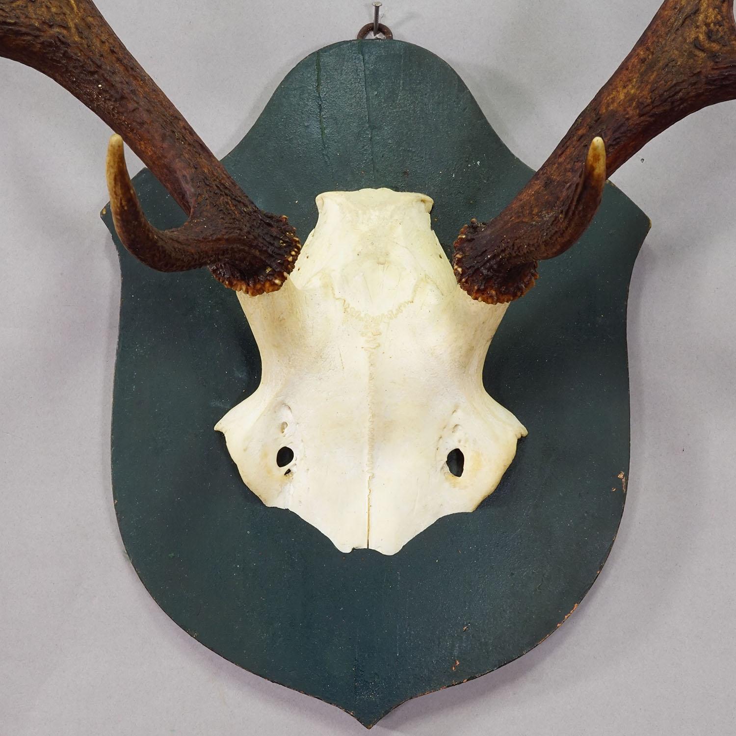 Large Black Forest 8 Pointer Red Deer Trophy on Wooden Plaque ca. 1920 (Deutsch) im Angebot