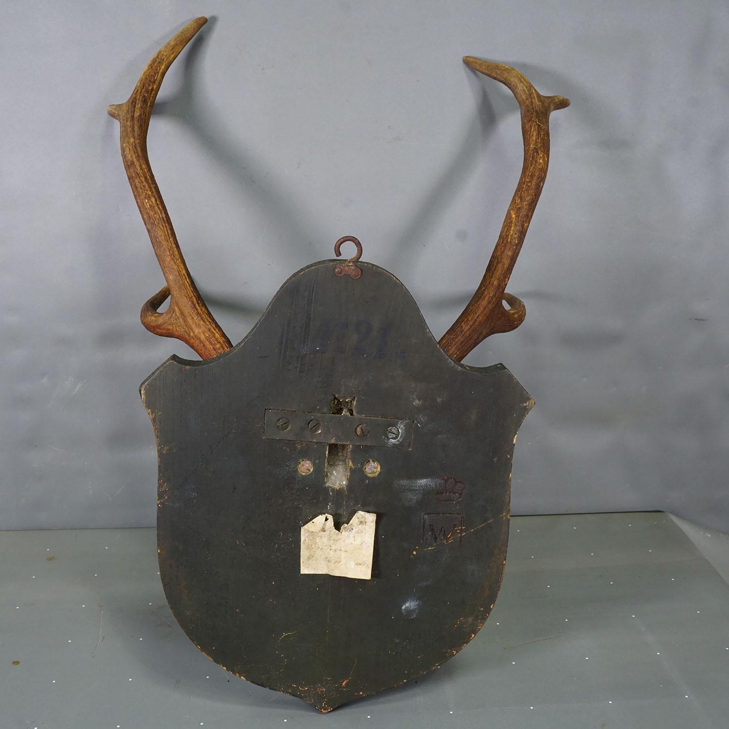 Large Black Forest 8 Pointer Red Deer Trophy on Wooden Plaque ca. 1920 im Zustand „Gut“ im Angebot in Berghuelen, DE