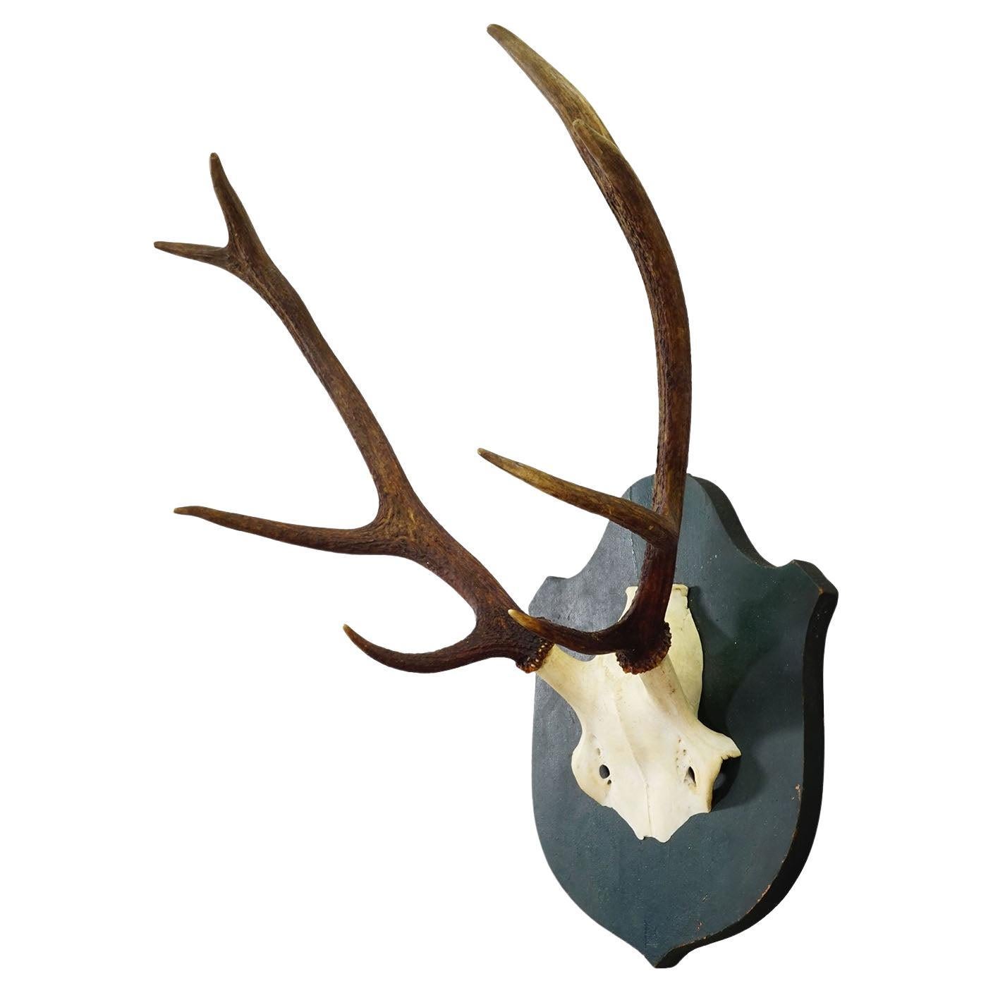 Large Black Forest 8 Pointer Red Deer Trophy on Wooden Plaque ca. 1920