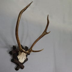 Large Black Forest Antique Deer Trophy, Germany 1940s