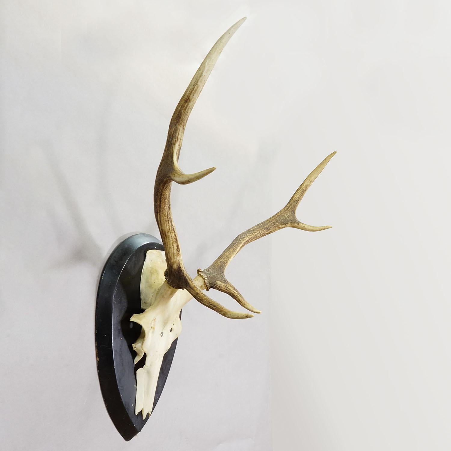 Große Black Forest Antike Hirsch Trophäe auf Holzplatte, Deutschland 1900s

Eine große antike 6-Zeiger-Trophäe vom Rothirsch (Cervus elaphus) auf einer Holzplatte mit schwarzem Finish. Die Trophäe wurde um 1900 in Deutschland aufgenommen. Guter