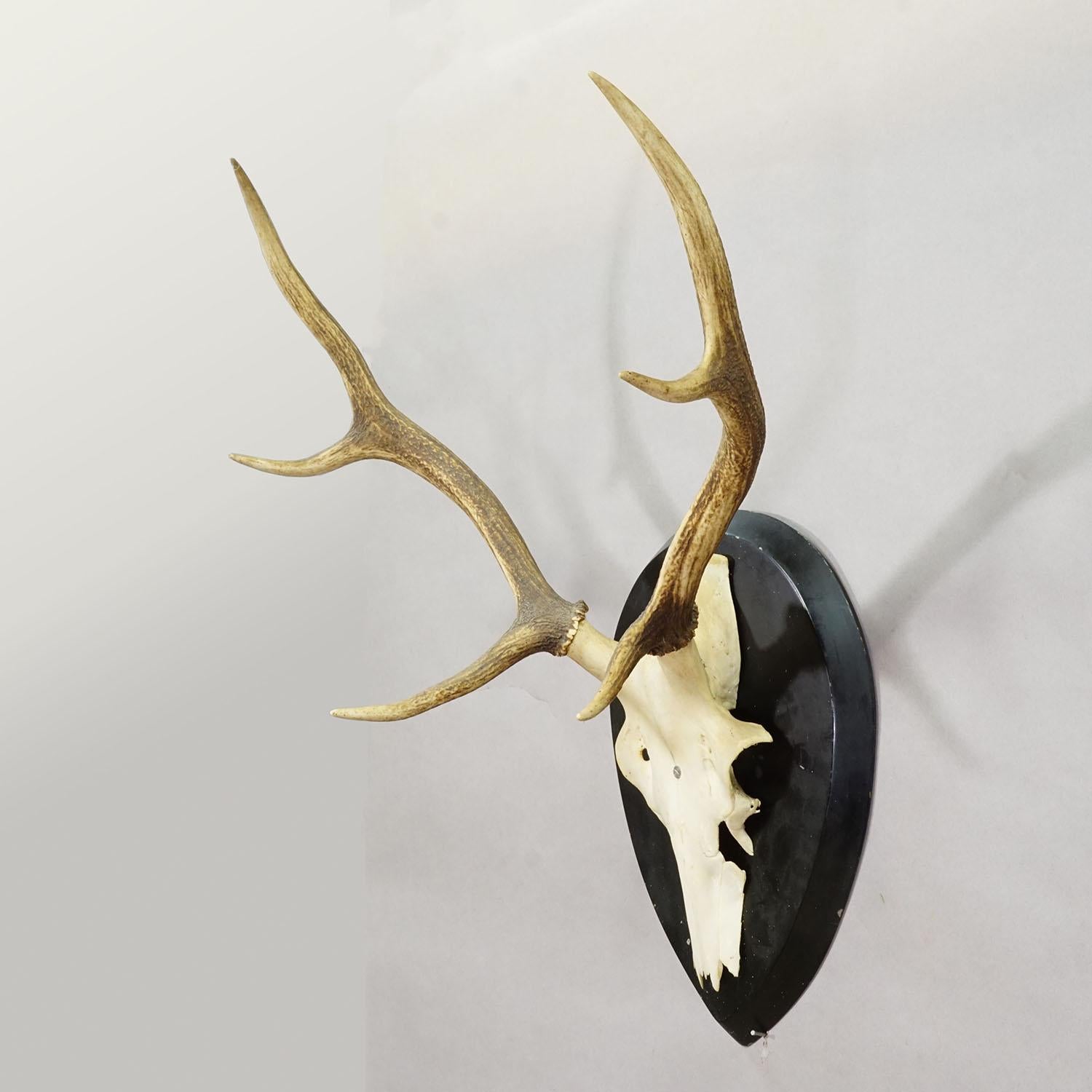 Große Black Forest Antike Hirsch Trophäe auf Holzplatte, Deutschland 1900s (Schwarzwald) im Angebot