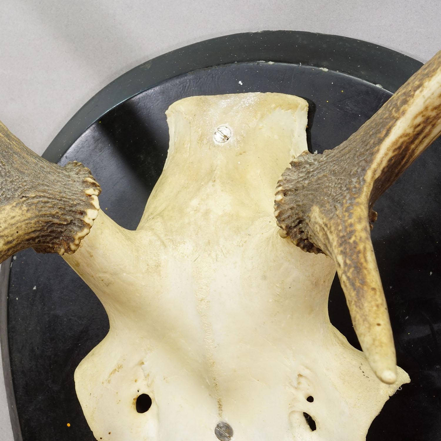 Große Black Forest Antike Hirsch Trophäe auf Holzplatte, Deutschland 1900s im Zustand „Gut“ im Angebot in Berghuelen, DE