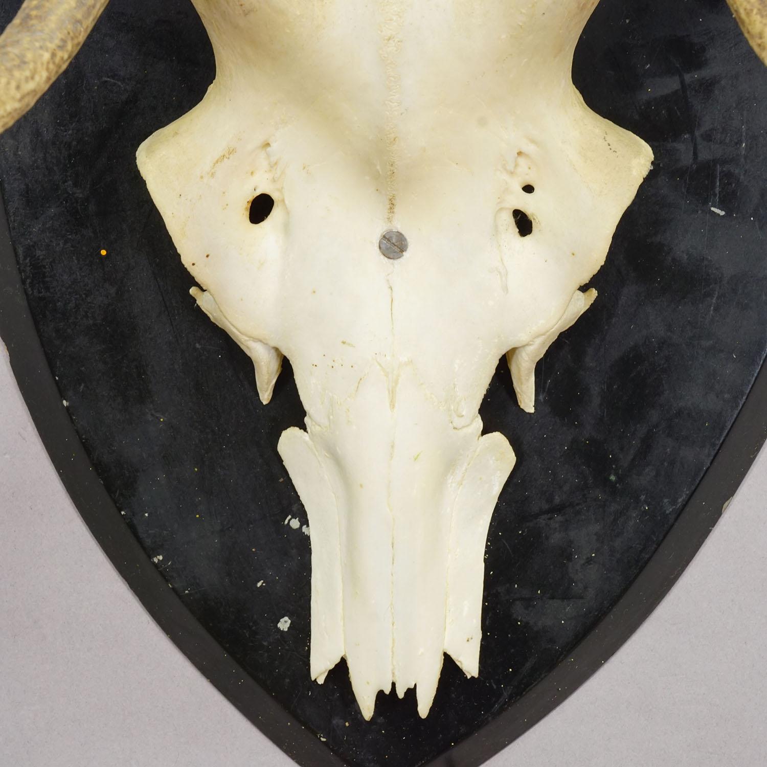 Große Black Forest Antike Hirsch Trophäe auf Holzplatte, Deutschland 1900s (20. Jahrhundert) im Angebot