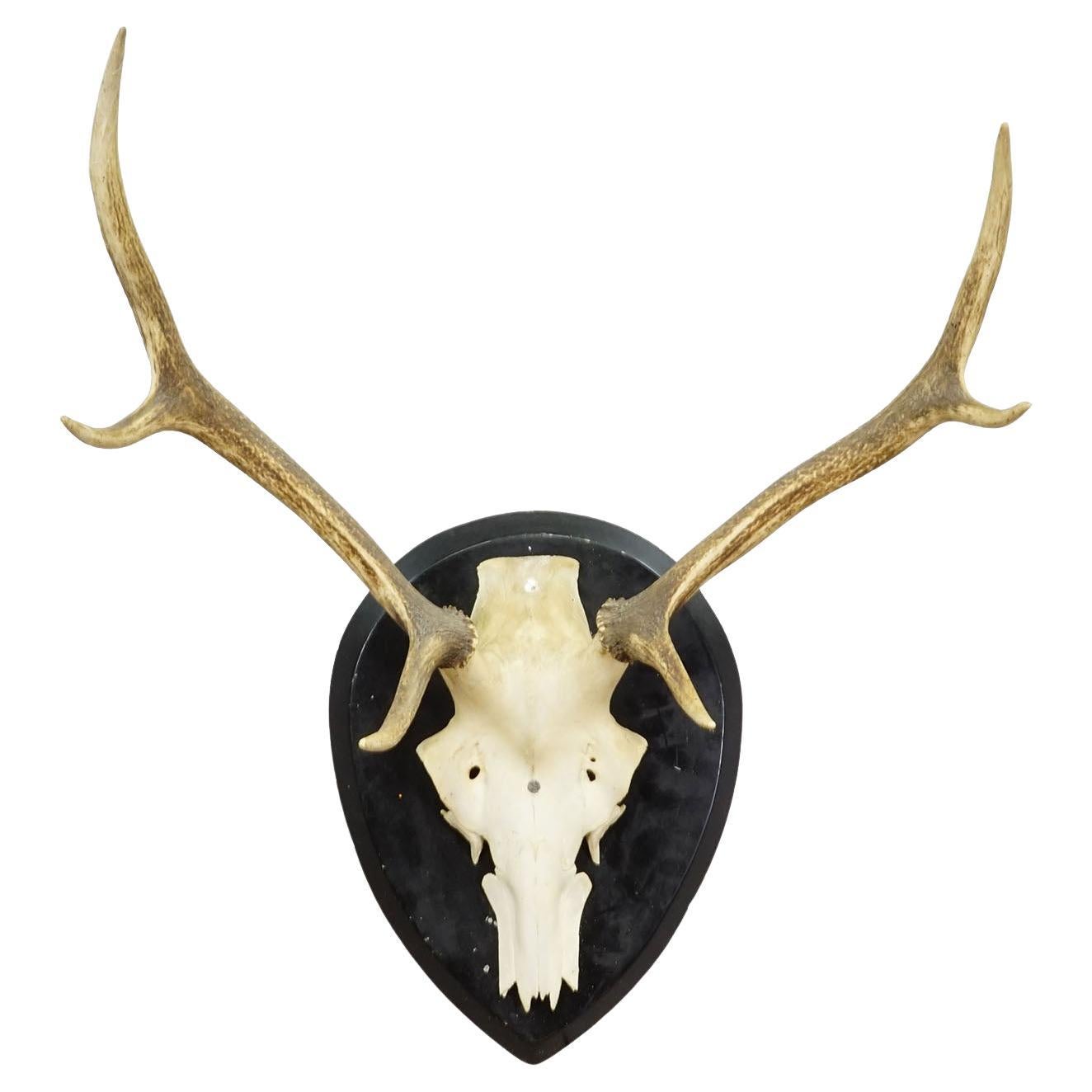 Large Black Forest Antique Deer Trophy on Wooden Plaque, Germany 1900s
