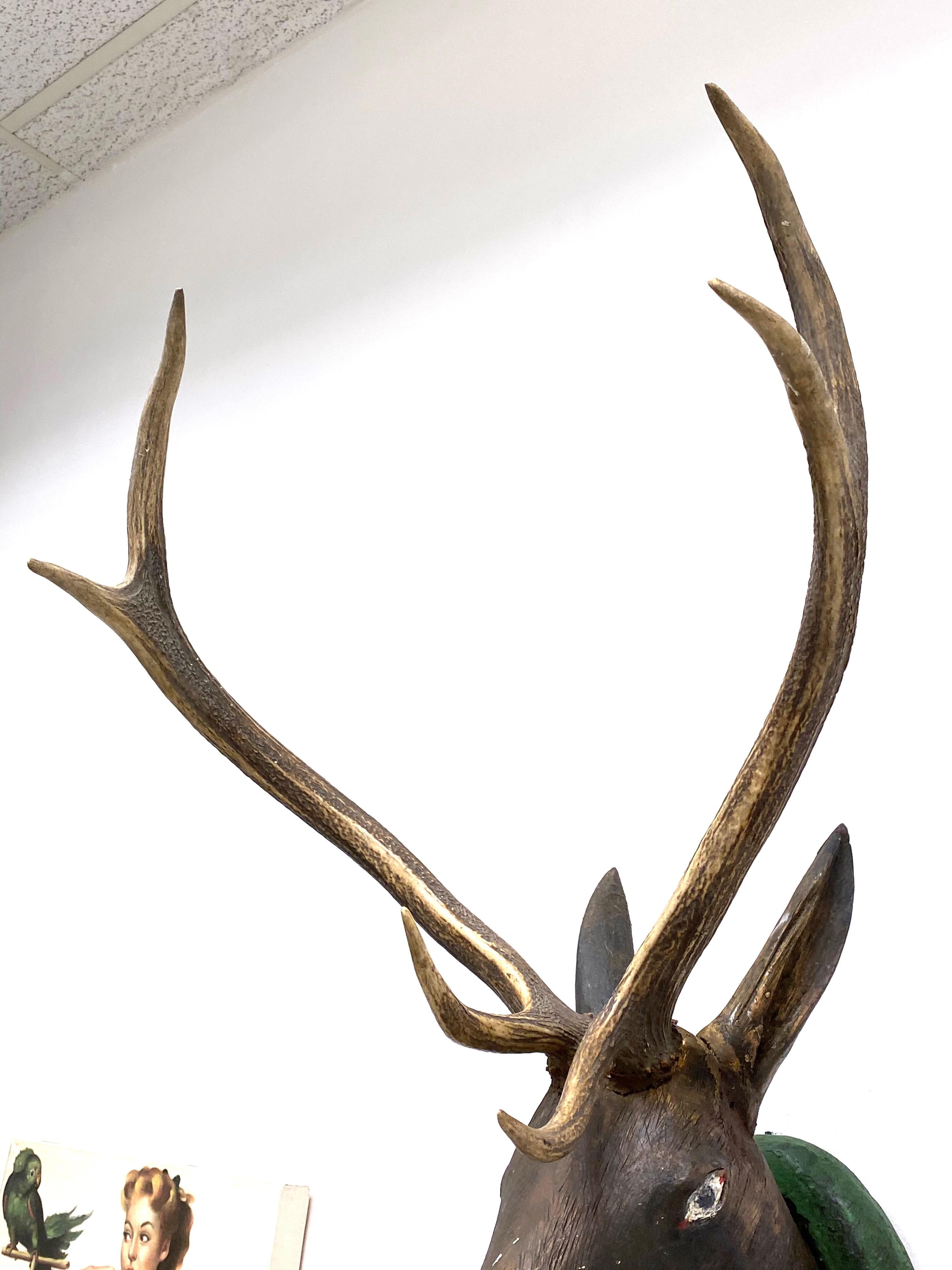 Large Black Forest Carved Wood Deer Head with Real Antlers, 19th Century 3
