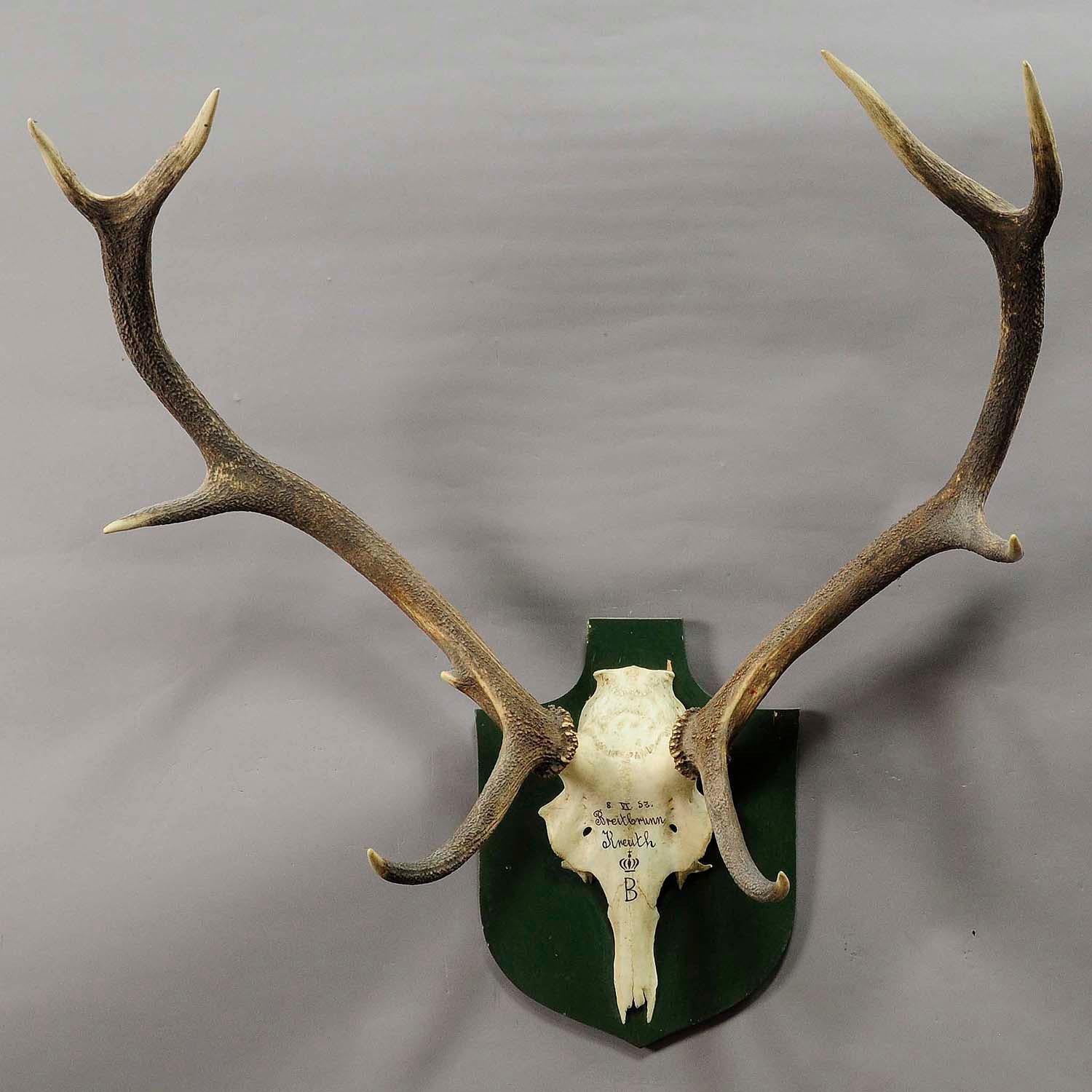 A great 12 pointer Black Forest deer trophy from the palace of Salem in south Germany. Shoot by a member of the lordly family of Badenin, 1957. Handwritten inscriptions on the skull with, place of the hunt and date 1957. Mounted on a wooden plaque,
