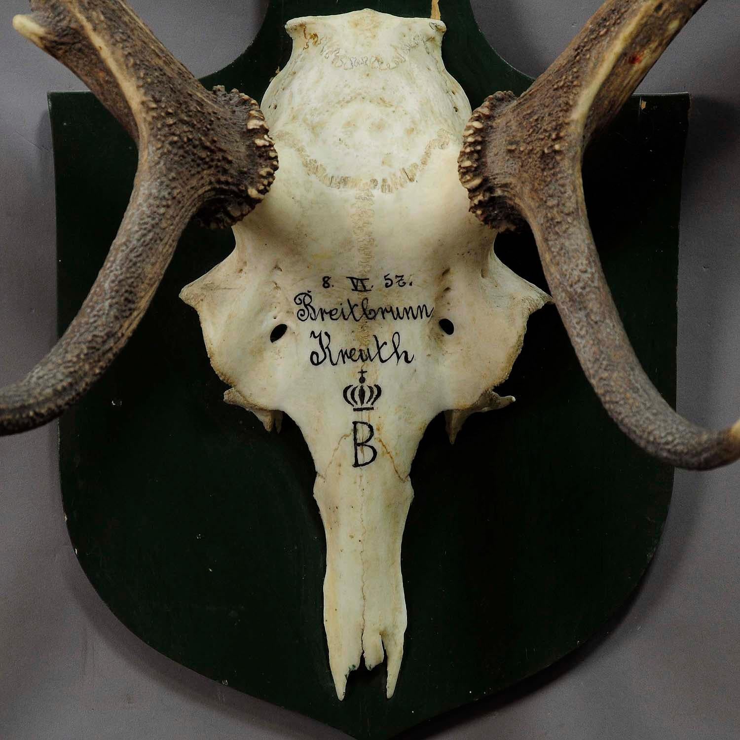 Rustic Large Black Forest Deer Trophy from Salem, Germany, 1957