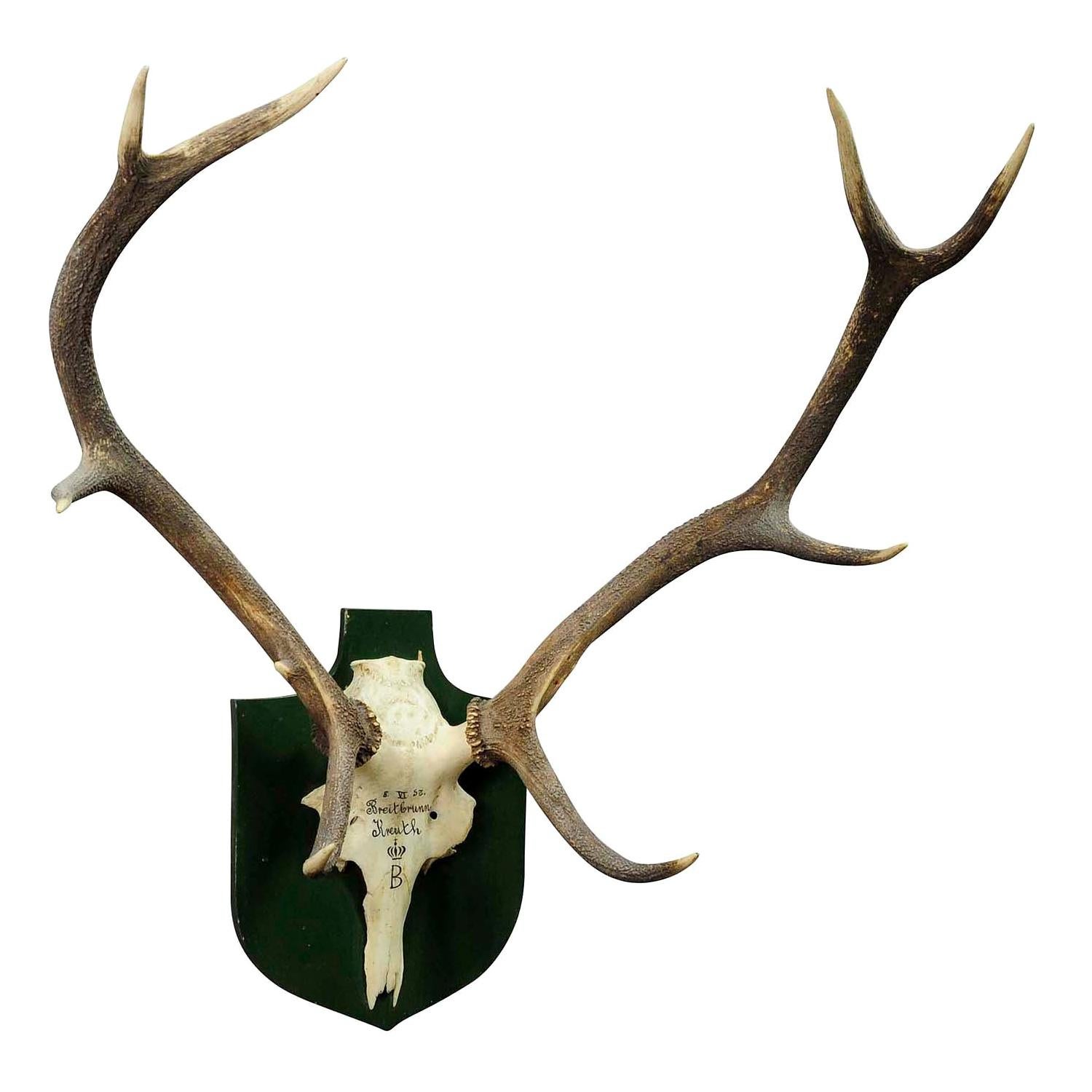 Large Black Forest Deer Trophy from Salem, Germany, 1957