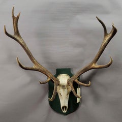 Large Black Forest Deer Trophy from Salem, Germany, 1967