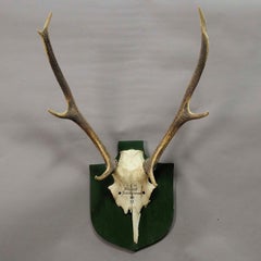 Large Black Forest Deer Trophy from Salem, Germany Kleeholz, 1956