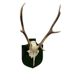Large Black Forest Deer Trophy from Salem, Germany Kleeholz, 1956