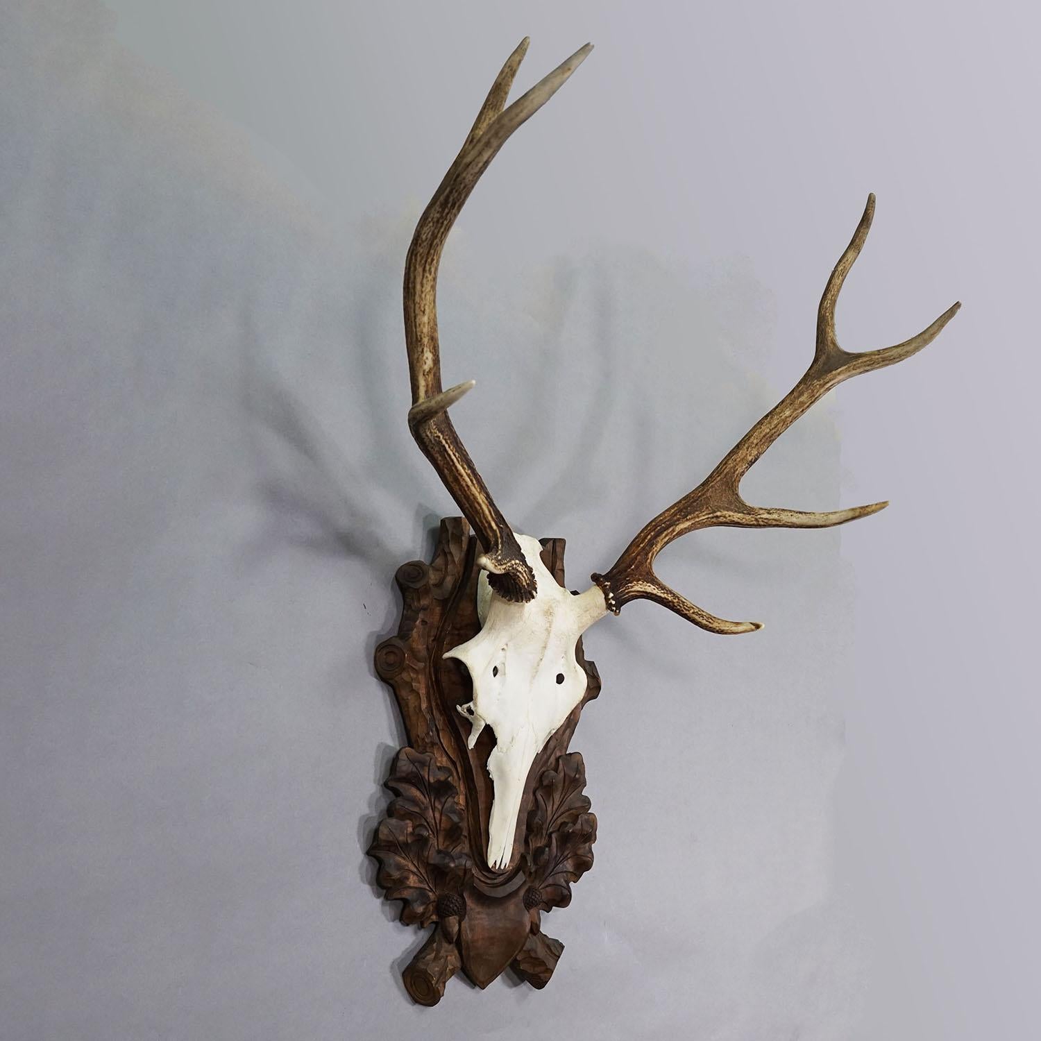 Large Black Forest Deer Trophy on Carved Plaque - Germany circa 1900

A large 8 pointer red deer (Cervus elaphus) trophy from Germany mounted on a stained wooden plaque with elaborate carvings of oak leaves and acorns. The trophy was shot around