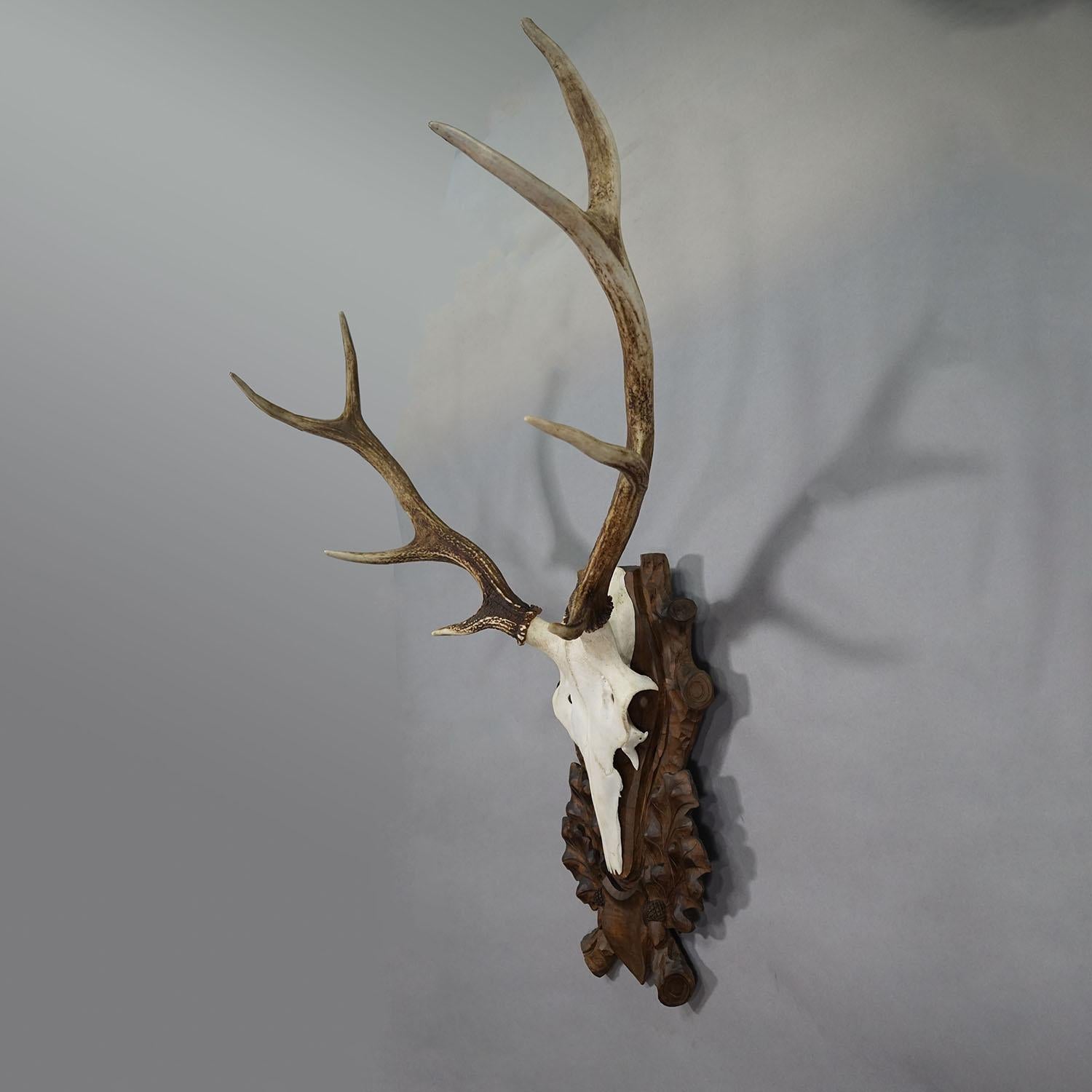 Large Black Forest Deer Trophy on Carved Plaque - Germany circa 1900 In Good Condition For Sale In Berghuelen, DE