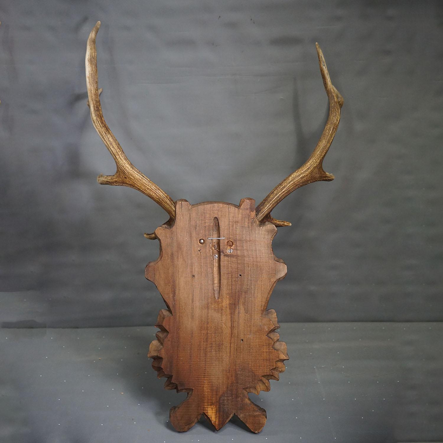 Large Black Forest Deer Trophy on Carved Plaque - Germany circa 1900 For Sale 3
