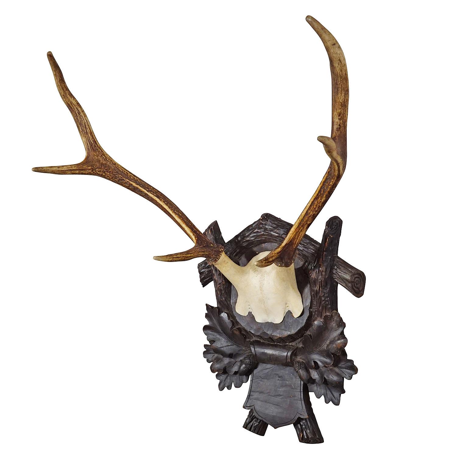 Large Black Forest Deer Trophy on Wooden Plaque ca. 1910
Item e7192
A antique 6 pointer deer (Cervus elaphus) trophy from the Black Forest. The trophy was shot around 1910. The antlers are mounted on a wodden wall plaque with carved acorn