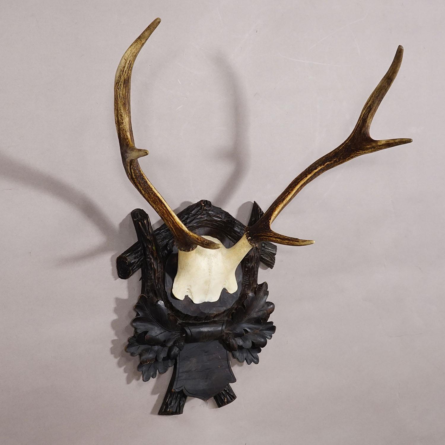 German Large Black Forest Deer Trophy on Wooden Plaque ca. 1910