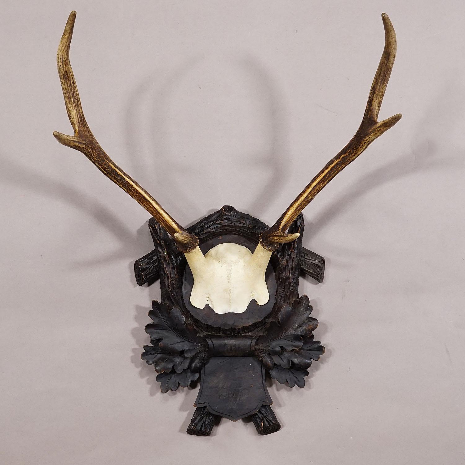 Hand-Carved Large Black Forest Deer Trophy on Wooden Plaque ca. 1910