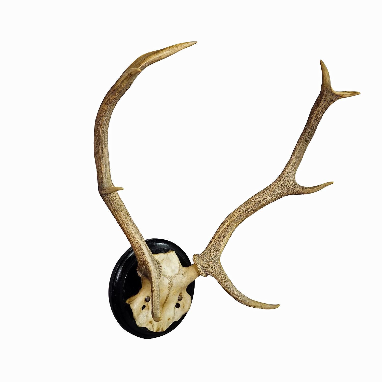 Large Black Forest Deer Trophy on Wooden Plaque - Germany ca. 1900s

An antique 8 pointer red deer (Cervus elaphus) trophy from the Black Forest. The trophy was shot around 1900. The large antlers are mounted on a turned wooden wall plaque with