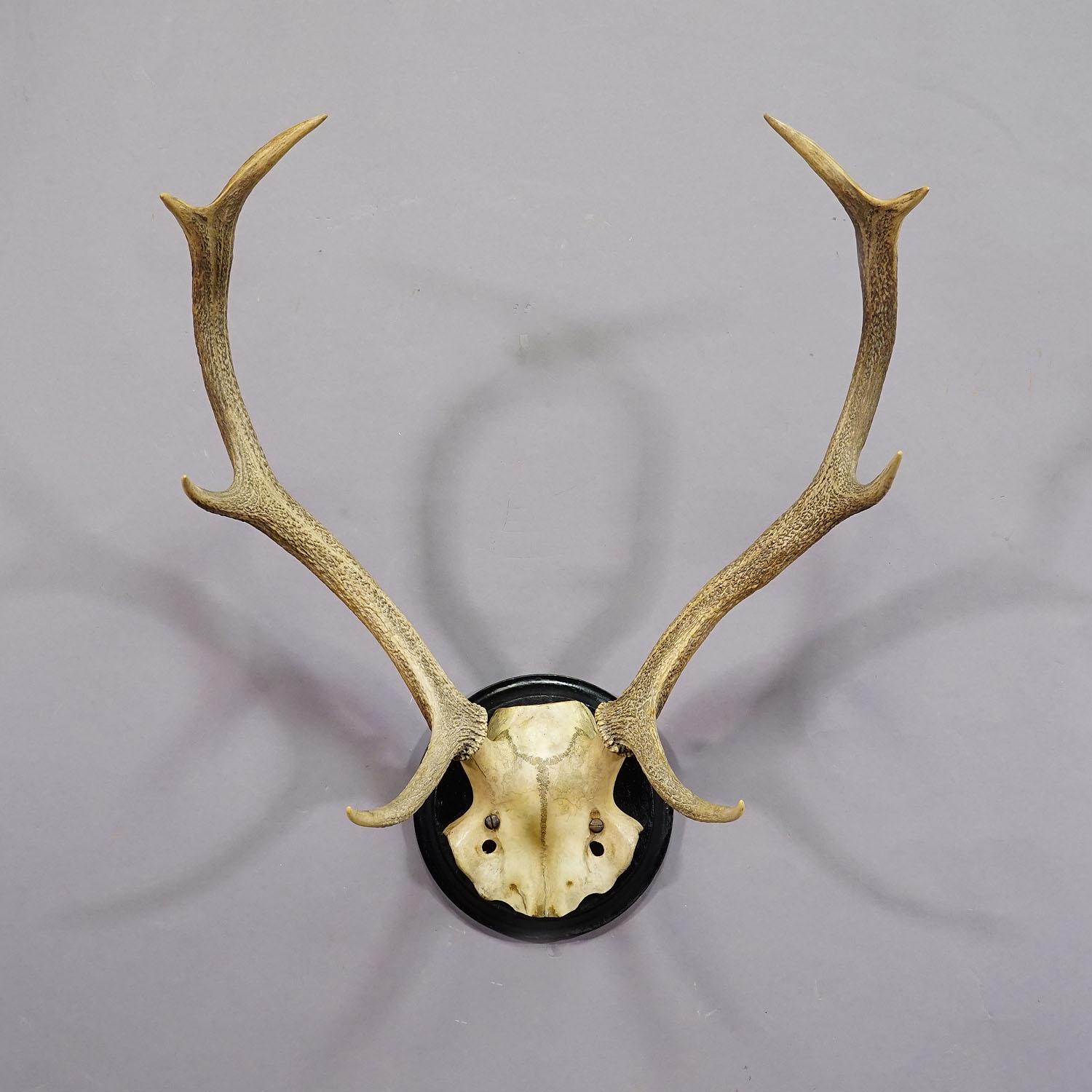 20th Century Large Black Forest Deer Trophy on Wooden Plaque - Germany ca. 1900s For Sale