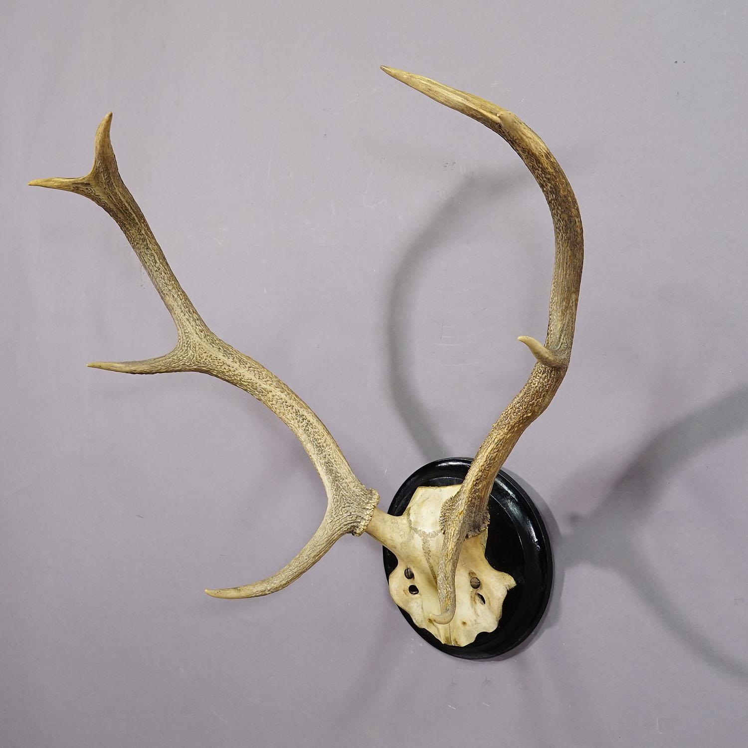 Antler Large Black Forest Deer Trophy on Wooden Plaque - Germany ca. 1900s For Sale