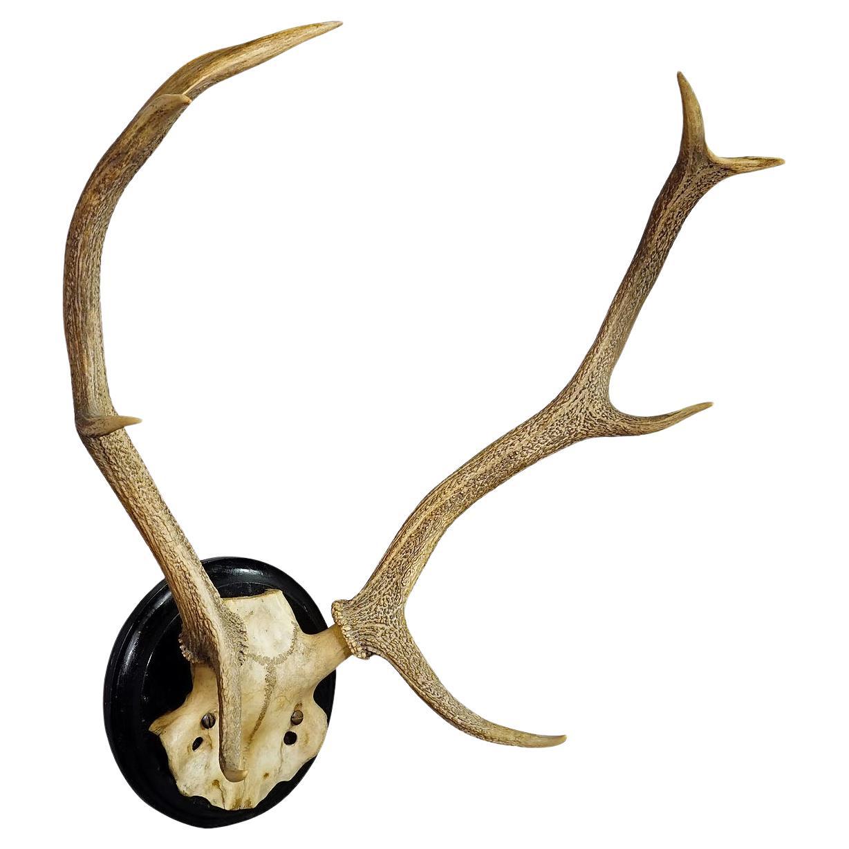 Large Black Forest Deer Trophy on Wooden Plaque - Germany ca. 1900s For Sale