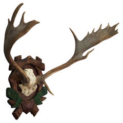Große Black Forest Damwildtrophäe auf einer geschnitzten Plakette, Deutschland 1940er Jahre