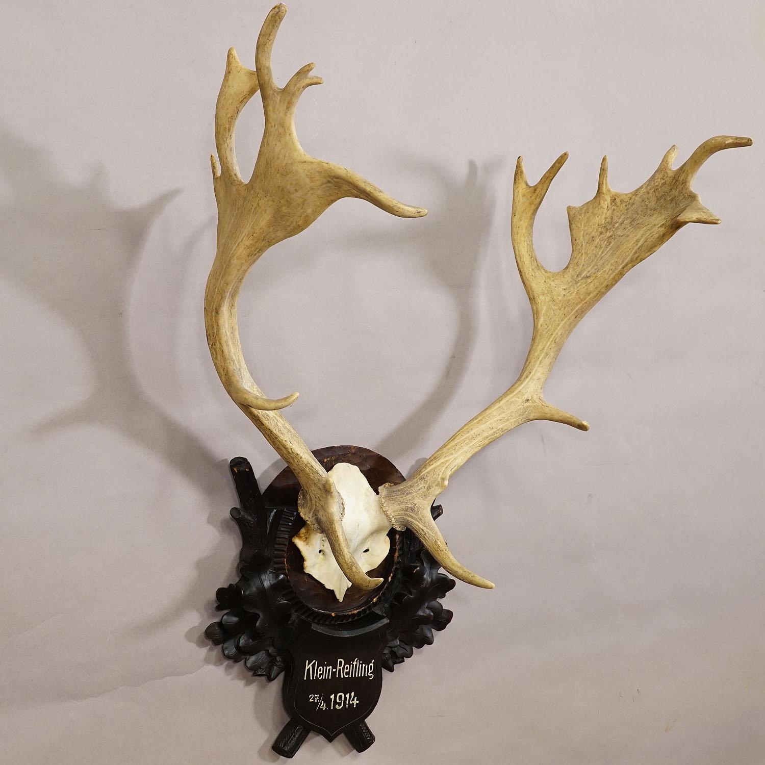 German Large Black Forest Fallow Deer Trophy on Wooden Plaque 1914